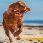 NEZIN Dog Chew Toys, Indestructible Dog Toys for Aggressive Chewers, Tough Dog Toys, Durable Dog Chew Toys for Large Medium Breed, Interactive Dog Toys with Real Beef Flavor (Lobster)