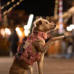 OneTigris Tough Dog Collars, Tactical Dog Collar with Handle, Milltary Adjustable Dog Collar with Heavy Duty Metal Buckle for Training (Large,Pink)