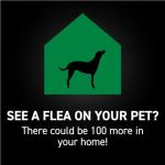 NEXTSTAR Flea and Tick Prevention for Dogs, Repellent & Control, Fast Acting Waterproof Topical Drops, Flea and Tick Prevention for Large Dogs, 1 Monthly Dose