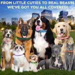 TECEUM Reflective Dog Collar – Hot Pink – M – Extra Soft Padding – Basic Nylon Pet Collar – Quick Release Buckle – Fits Small, Medium and Large Dogs, Puppies, Cats – ESA & Service Dog Options