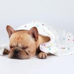 Super Soft Dot Pattern Pet Blanket for Dogs