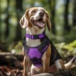 Joytale Reflective Soft Padded Dog Collar - Purple