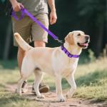 Joytale Reflective Soft Padded Dog Collar - Purple