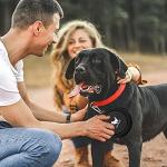 Travel-Friendly Collapsible Dog Bowls, 2-Pack