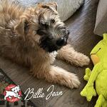 Fromm Puppy Gold Dry Dog Food - Chicken Recipe