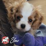 Fromm Puppy Gold Dry Dog Food - Chicken Recipe