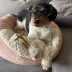 SPOT Bam-Bones T Bone Dog Chew Toy 4