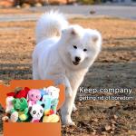 Squeaky Plush Dog Toy Pack for Puppies