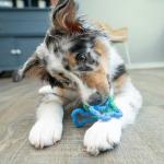 Outward Hound Bone Tugz Tug-of-War Toy