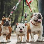 Tuff Mutt Dog Poop Bag Holder with Velcro