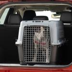 Airline Approved Travel Dog Crate with Wheels