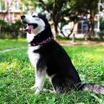 Cute Adjustable Floral Dog Collar for Medium Dogs