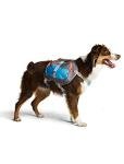 Cesar Millan Small Dog Backpack