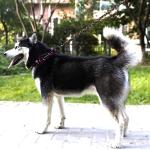 Cute Adjustable Floral Dog Collar for Medium Dogs