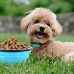 Collapsible Dog Bowls for Travel and Hiking