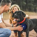 Large Collapsible Dog Bowls for Travel - 2-Pack