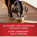 Purina ONE Senior Dog Food with Turkey & Barley
