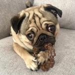 Nylabone Textured Ring Chew Toy for Small Dogs