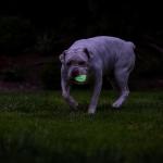 Chuckit! Air Glow Fetch Ball for Medium Dogs