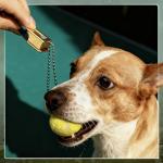 Brass Pet Training Clicker Set for Dogs and Cats