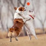 WIGGLYTAIL 9-Pack Interactive Dog Balls for Puppies
