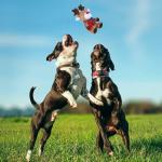 Christmas Reindeer Plush Dog Toy with Squeaker