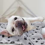 EAGMAK Cute Fleece Paw Print Pet Blankets - 6 Pack