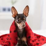 EAGMAK Cute Fleece Paw Print Pet Blankets - 6 Pack