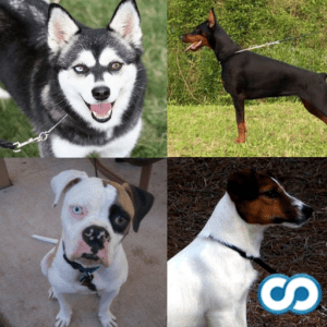 Dog Breed Identification Game for Pups