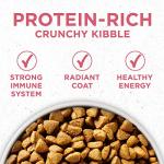 Purina ONE Sensitive Stomach Dry Dog Food 16.5 lb