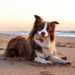 Indestructible Dog Chew Toys for Aggressive Chewers