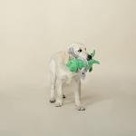 Plush Shark Dog Toy for All Breeds