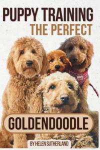 Stress-Free Goldendoodle Puppy Training Guide