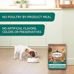 Nutritious Chicken & Rice Puppy Dry Dog Food