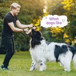 Christmas Dog Tug Toys - 4 Pack with Handles