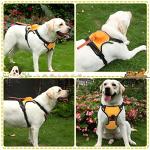 No Pull Dog Harness with Retractable Leash