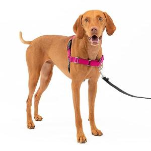 PetSafe Easy Walk Harness for Dogs - Pull-Free Walks - Patented Martingale Loop Design - Front Chest Leash Attachment - Adjustable Comfort Straps - Breathable Harness Design - Medium, Raspberry/Gray