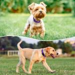 Padded Reflective Dog Collar for Medium Dogs - Purple