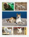 Complete Dog Book: Breed Standards and Profiles Guide