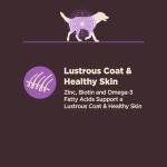 Wellness CORE Senior Dry Dog Food for Stomach Issues