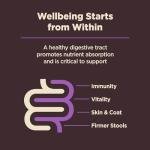 Wellness CORE Senior Dry Dog Food for Stomach Issues