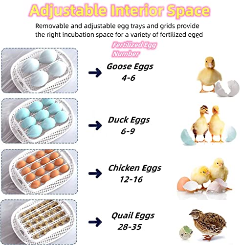 Chickens Incubators: Automatic Hatcher for Various Poultry Eggs