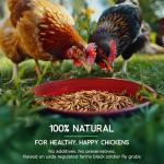 FLYGRUBS Non-GMO Chicken Feed with Extra Calcium (5lb)