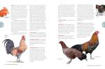 Ultimate Chicken Encyclopedia with Beautiful Illustrations