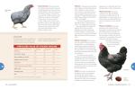 Ultimate Chicken Encyclopedia with Beautiful Illustrations