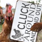 Funny Chicken Tin Sign for Home and Coop