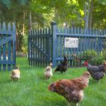 Funny Chicken Tin Sign for Home and Coop