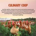 Premium Soldierworms Chicken Treats - 16oz