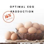 Manna Pro 16% Layer Crumbles Chicken Feed 8 lb