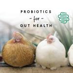 Manna Pro Layer Pellets Chicken Feed - 8 lb Bag